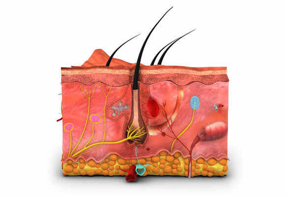 Cross section of a hair follicle surrounded by cells.