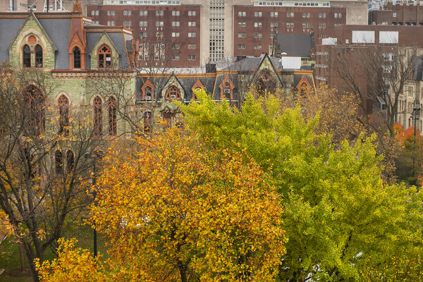 green and orange trees on campus
