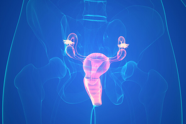 Highlighted internal view of the female reproductive system.