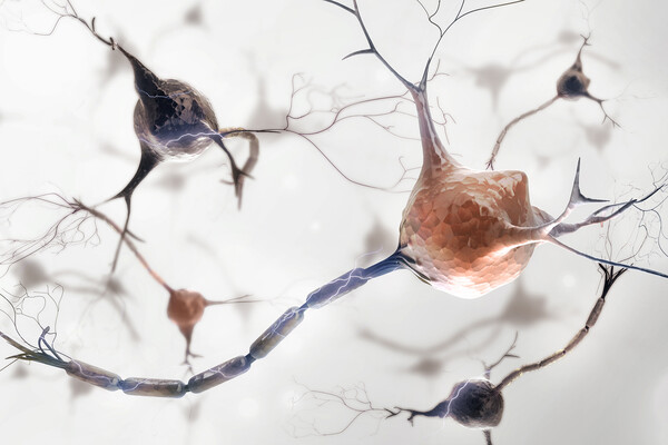 Microscopic view of sensory neurons.
