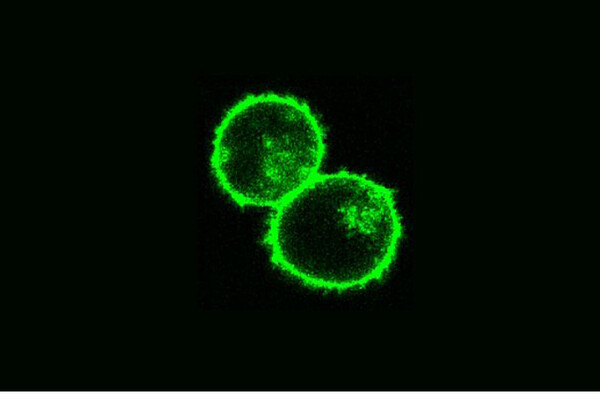 diagram of two T-cells touching