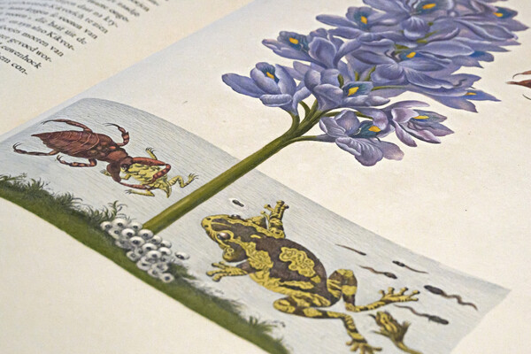 Illustration in a book of a frog.