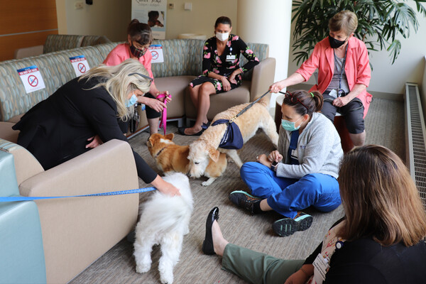 Three therapy dogs in a room at Chester County Hospital with medical personnel.