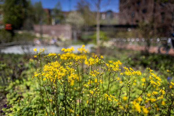 flowers in class of 1964 garden