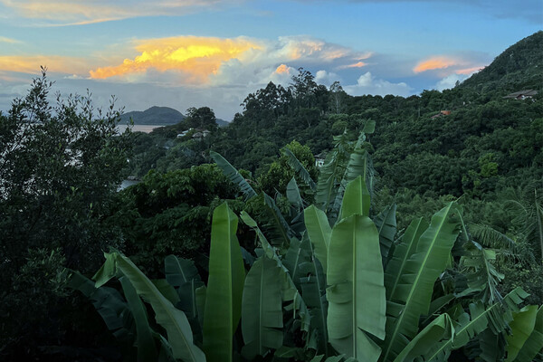An ayahuasca plant in Brazil.