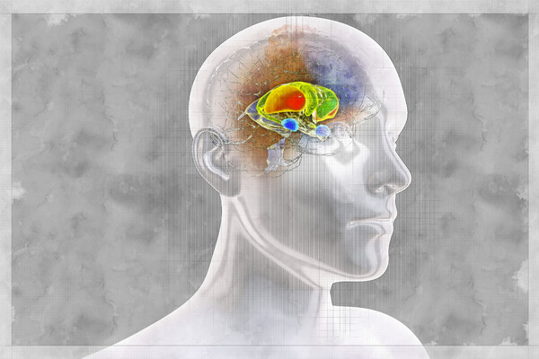 Area in the brain highlighted indicated a particular brain region.