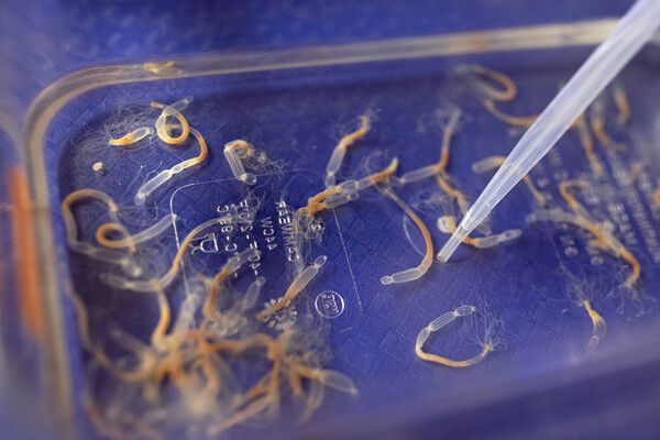 Sea anemone larvae and a pipette.
