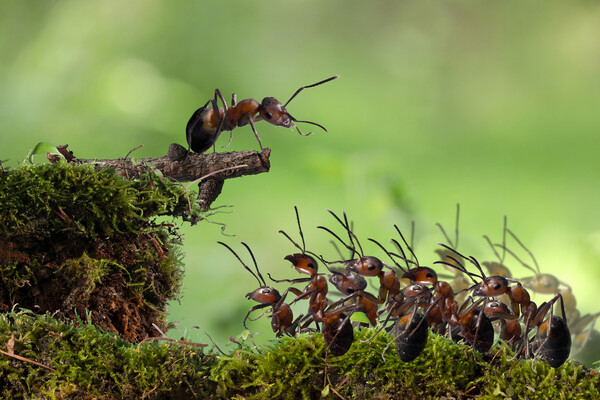 An ant colony.