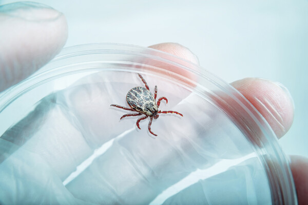 A deer tick in a petri dish.