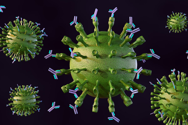 Microscopic images of T cells.
