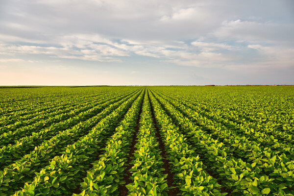 vast soy bean field with clouds
