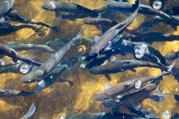 A school of fish.