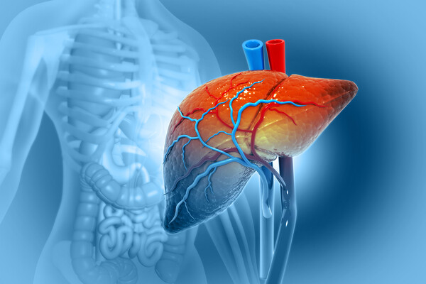 Human body with a rendering of liver in the foreground.