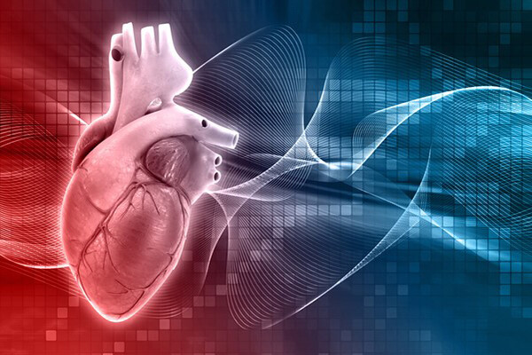 A model of a heart