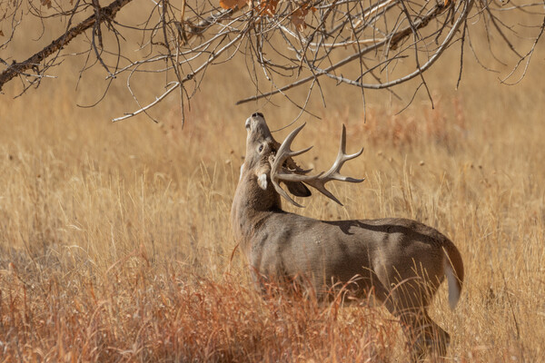 A white-tail deer buck.
