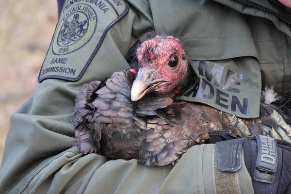 Game warden holds wild turkey.
