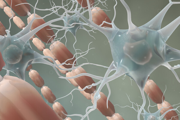 Microscopic view of brain cells.