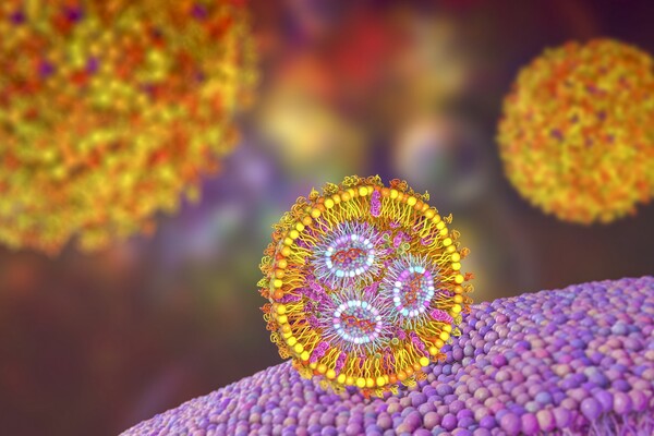 3D illustration showing cross-section of the lipid nanoparticle carrying mRNA of the virus entering a human cell.