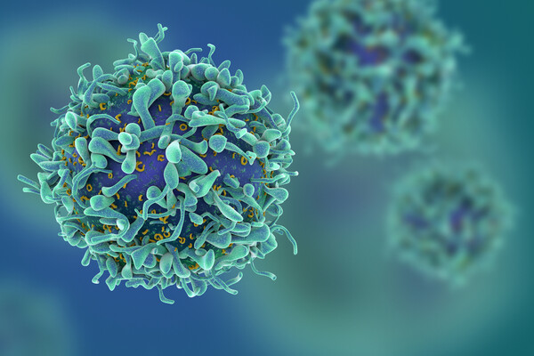 Microscopic view of T cells.