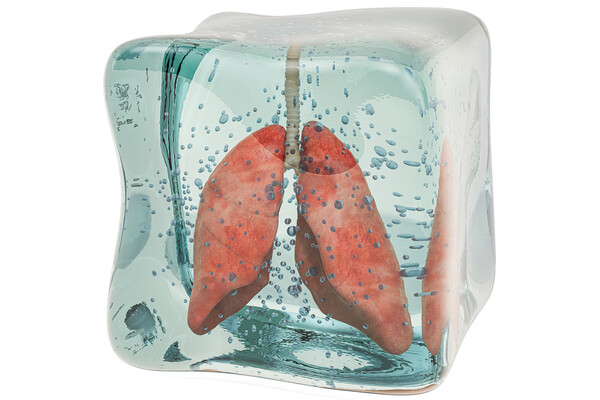 lungs suspended in a block of ice.