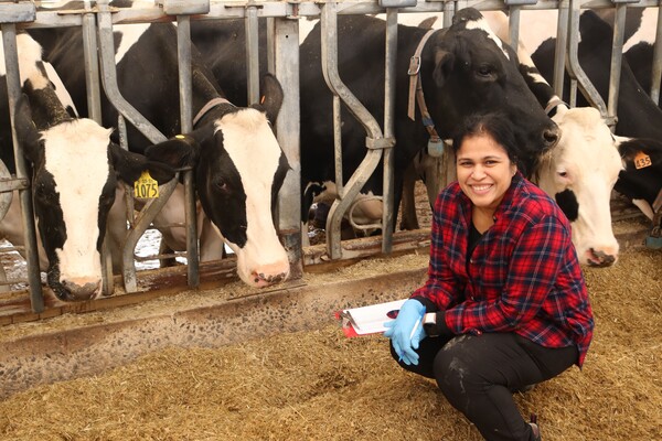 Dipti Pitta with cows.