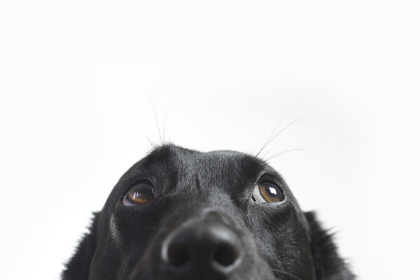 A very cute puppy.