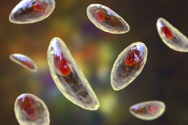 Microscopic view of toxoplasma gondii cells.
