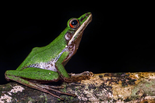A tree frog in Thailand.