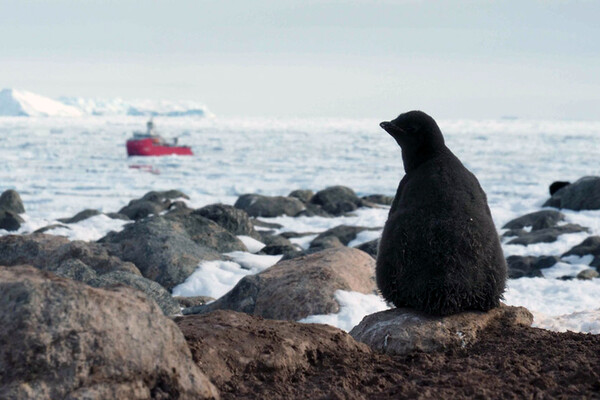 An Antarctic penguin watching a ship at sea.