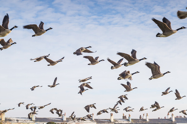 A flock of wild geese in the air.