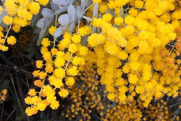 flowering acacia plant.