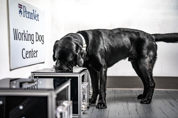 A black lab smelling an odor in an olfactometer.