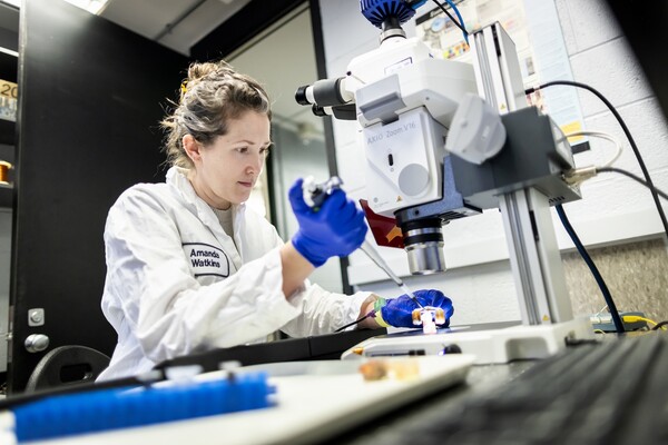 Amanda Watkins pipets at a microscope.