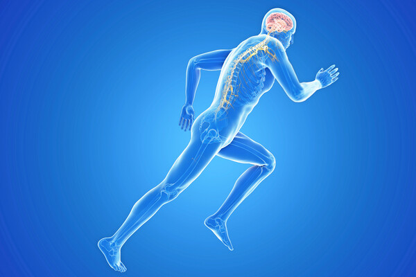 Rendering of the human body on a bicycle and the brain and skeletal system highlighted.