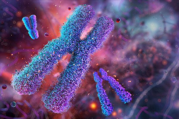 Human X chromosomes, karyotype, structure, division in genetic biological study