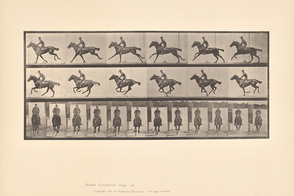 Eadweard Muybridge’s Animal Locomotion, plate 631, depicting the thoroughbred bay horse, Bouquet, c. 1887. 
