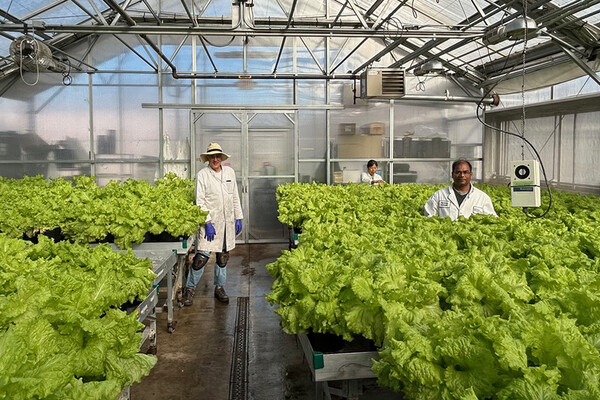 Three researchers in a greenhouse full of lettuce heads.
