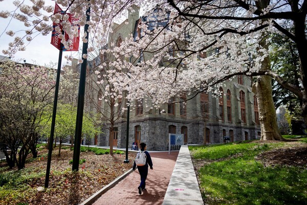 Cherry blossoms in front of College Hall.