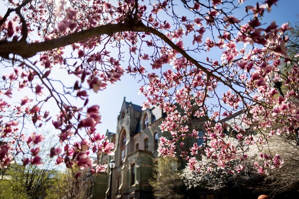 A blossoming dogwood tree in front of College Hall.