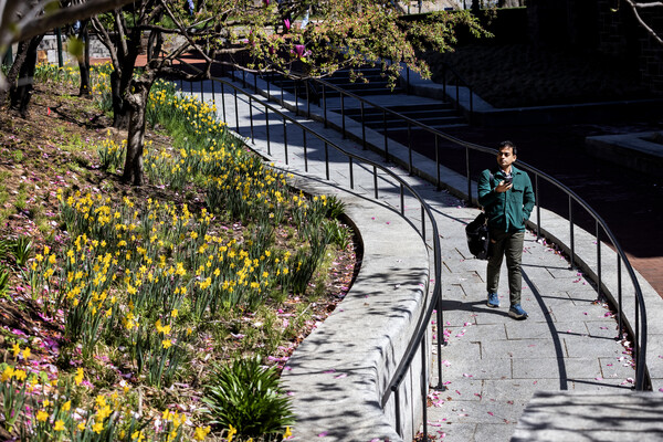 A person walking past daffodils on Penn’s campus.