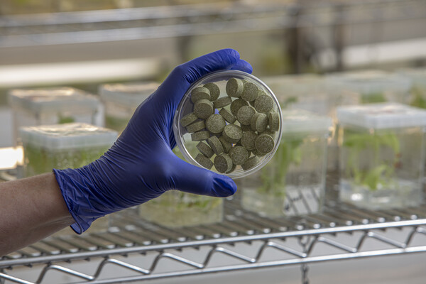 A latex-gloved hand hoding a petri dish of medical chewing gum.