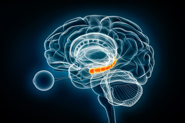 The human hippocampus.