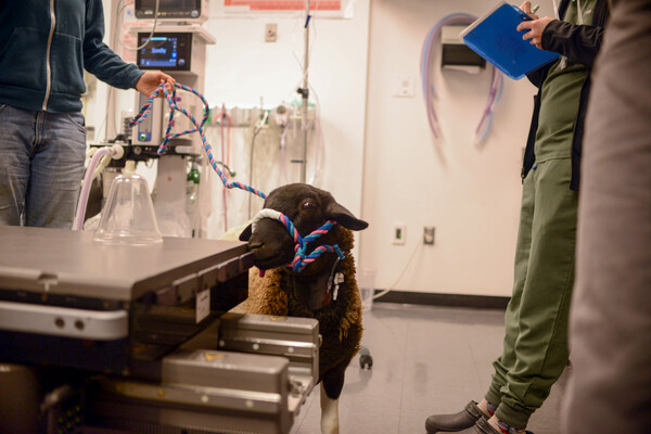 Maeve the lamb at Ryan Hospital.