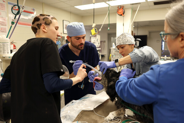 Mary Lyle guides David Buckwalter through a procedure on a dog in a Penn Vet surgery.