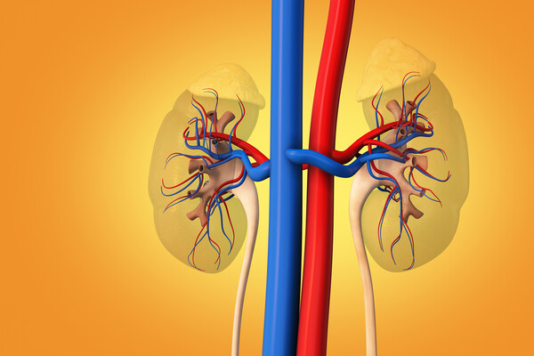 Anatomy of two kidneys