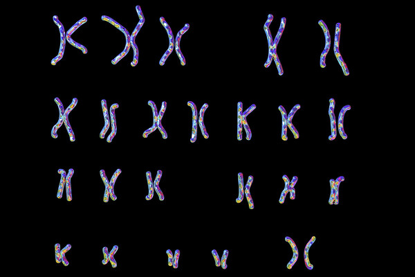 female chromosomes