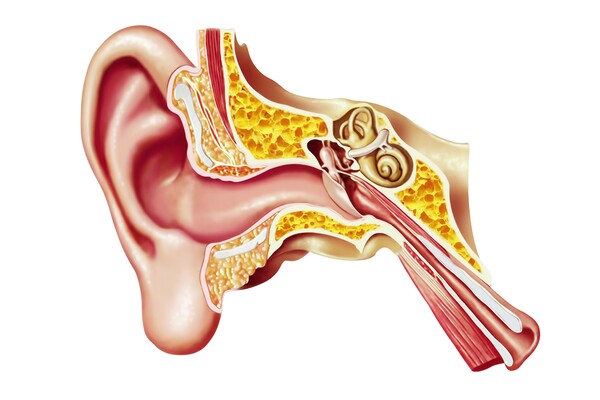 The anatomy of the inner ear.