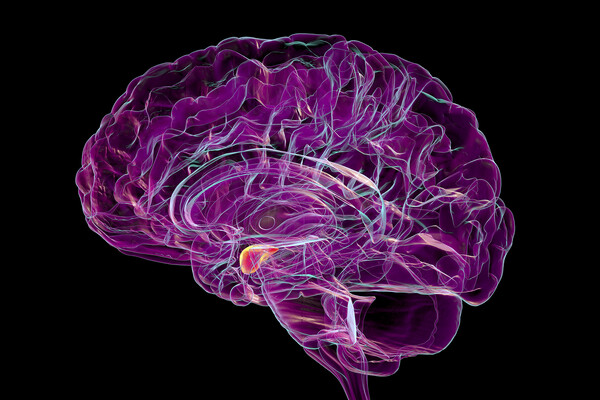 Human brain with highlighted amygdala