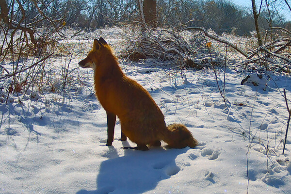 A red fox in the snow.