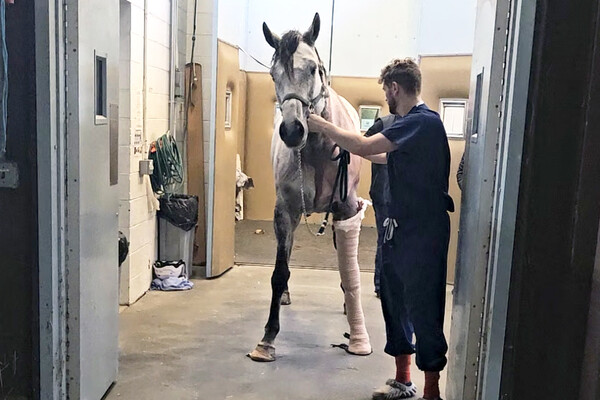 Monty the horse after surgery being rehabilitated.